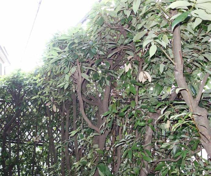 【サニーハイツ】間取