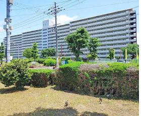ベルヴィタウン京都伏見（向島市営住宅９街区）：間取図