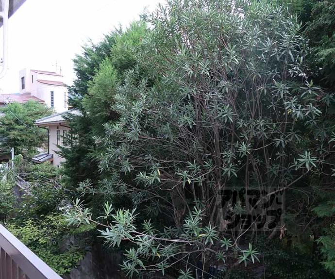 【浜野マンション】間取