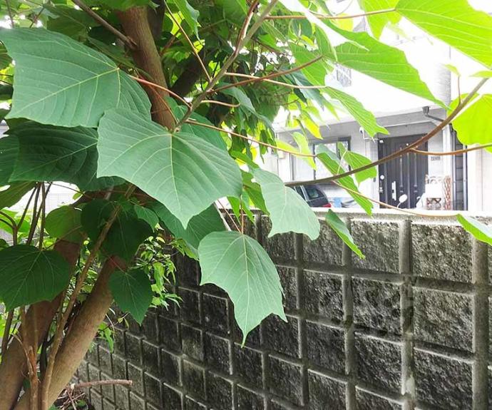 【Ｂｅｅ　Ｈｏｕｓｅ】間取