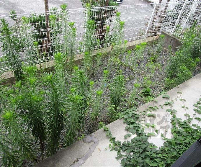 【シャトー山翠】間取