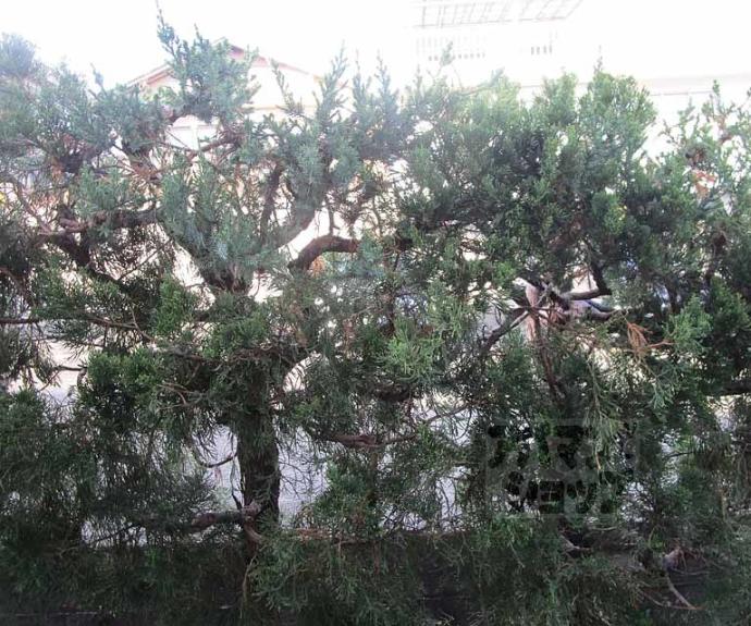 【メゾン・ド・ラ・ローズ】間取