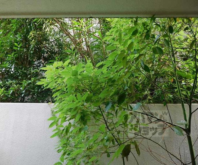 【グリーンヒル小山】間取