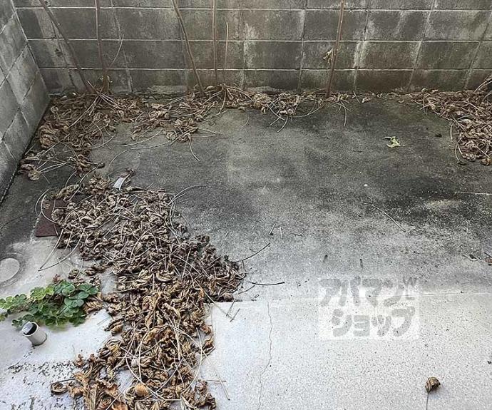 【クィーンズコートY棟】間取