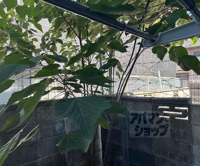 【クィーンズコートY棟】間取