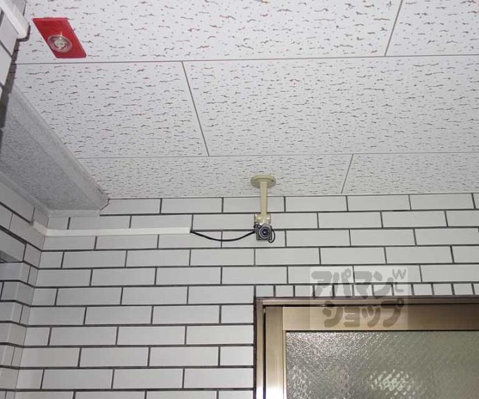 【ＰＬＵＭ２１】