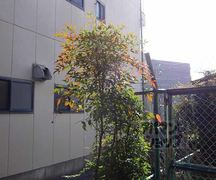 【パルデンス長岡京】間取