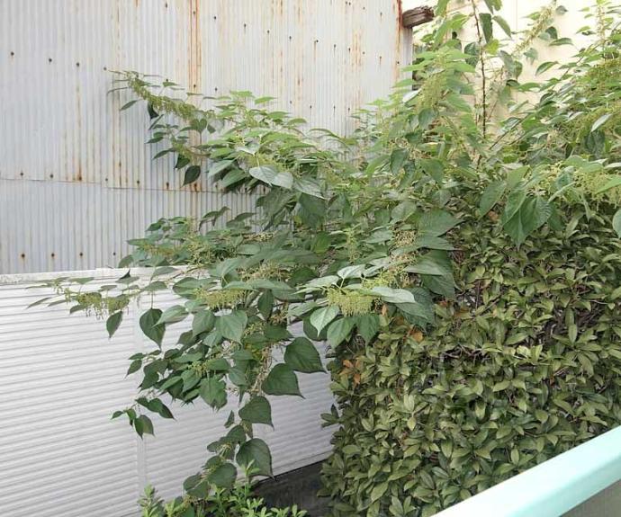 【グリーンベルⅠ号館】間取