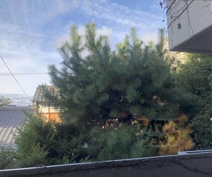 【ドリームカム桂】間取