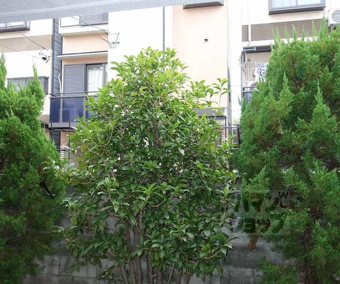 【エステート原田】間取