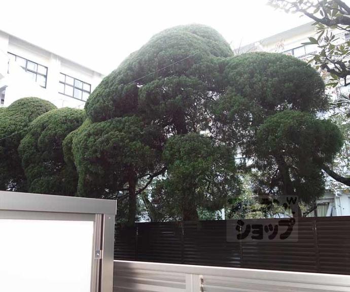 【いろは梅小路】間取