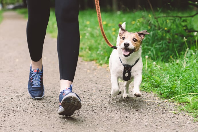 犬と一緒に住みたい場合