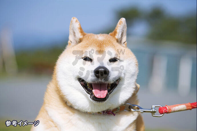 中型犬も猫もOK。ペット2匹までと暮らせる！