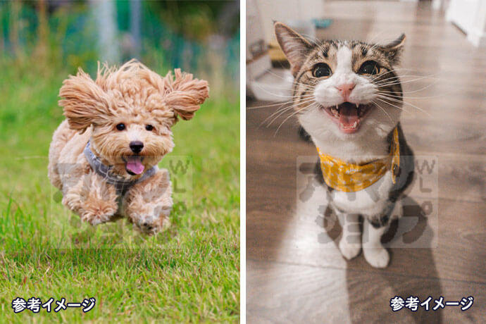 小型犬や猫と一緒に暮らせる！