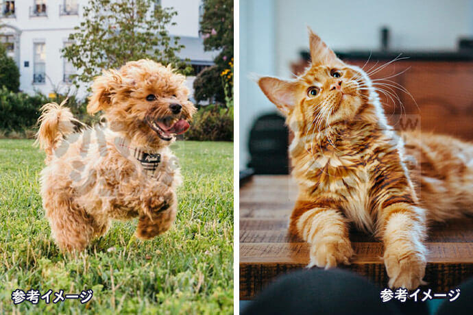 ペットとの新生活が叶う!